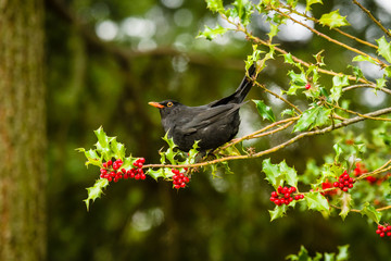 Blackbird on a branch of holly.