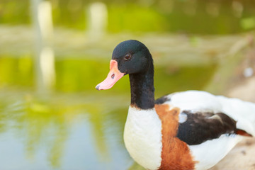 male mallard in pond