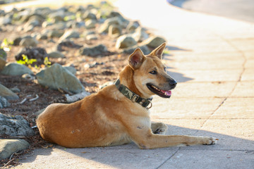 Close up a cute blown dog in Thailand