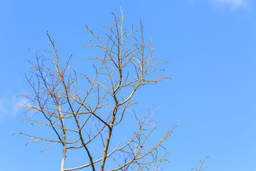 Dry tree on cloudy and blue sky