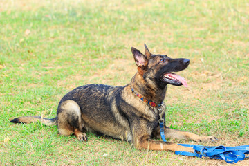 a large German Shepherd Dog that is laying down against a green