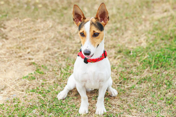 Jack russell dog sit in the park