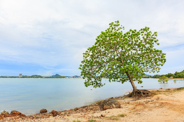 Big Indian almond tree, Terminalia catappa on a tropical shore,