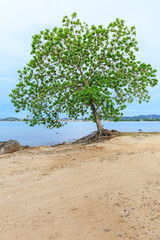 Big Indian almond tree, Terminalia catappa on a tropical shore,