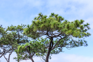 Close up of pine tree with pine nut in forest.