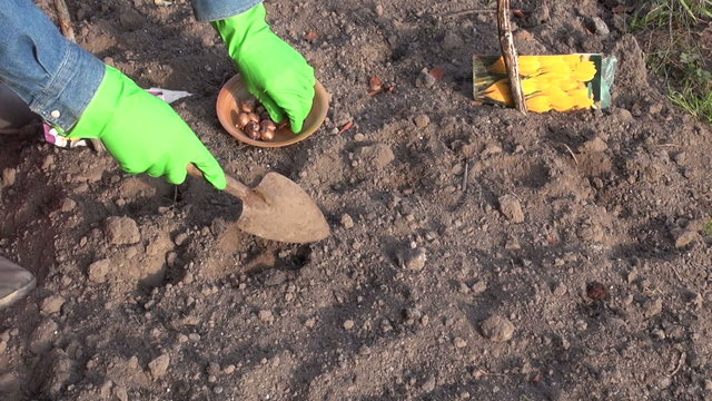 Gardener wearing green rubber gloves planting crocus bulbs in the ground