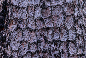 Pine tree bark texture use for background.