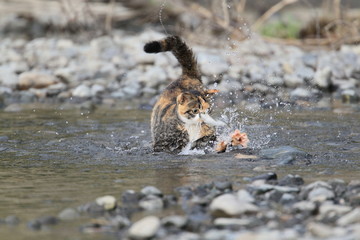 三毛猫の子が河原で魚を捕らえる瞬間