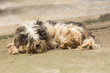 Cute havanese puppy looks dirty but happy, lay down on ground