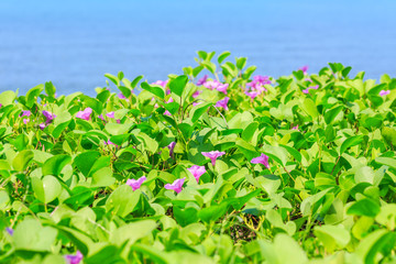Purple flower of convolvulaceae plant on sea beach