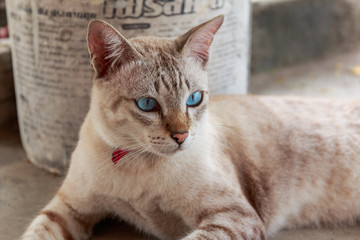 Blue eye cat