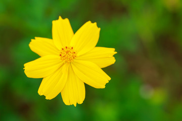 Yellow cosmos flower