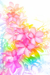 Obraz premium azalea,flower made by color filter for background, abstract