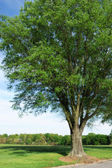 single tree in the park