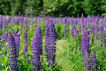 fresh lupine blooming in spring