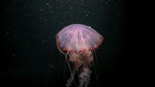 Purple jellyfish swimming underwater at night