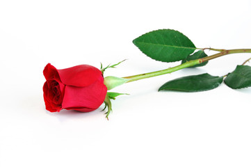 single red rose on white background