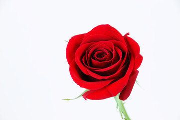 single red rose on white background