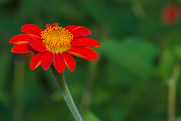 red zinnia