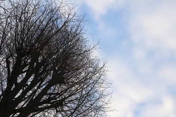 Winter sky and dead tree
