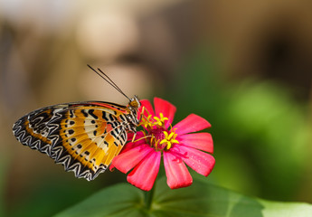 Male Leopard lacewing (Cethosia cyane euanthes) butterfly