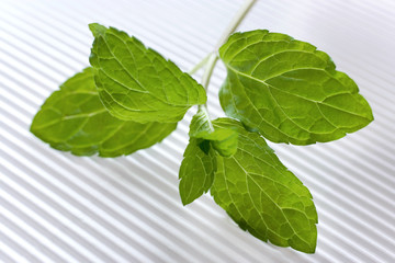 mint / Mentha pipenta