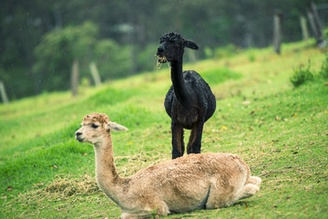 A pair of alpacas in a field during the day in Queensland