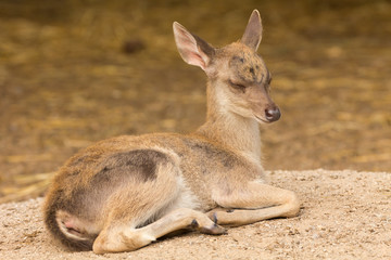 Portrait deer (Warm tone) with sleepy action.