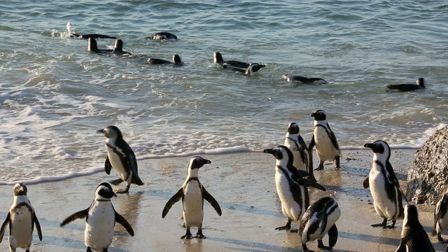 African penguins early morning swim at Boulders Beach, Cape Town 