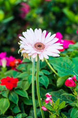 Pink Gerbera in Park