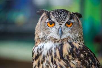 the eye of owl