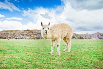 lamas in Andes,Mountains, Peru