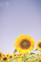 sun flowers field in Thailand,sunflowers,vintage color