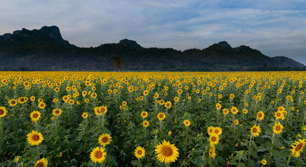 sunflower field