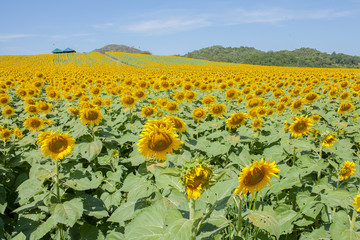 Obraz premium sun flowers field in Thailand,sunflowers