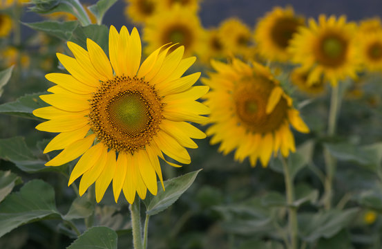 sunflower on evening time