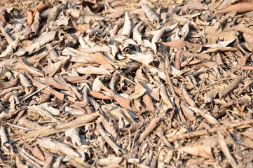 Dry leaves on the ground