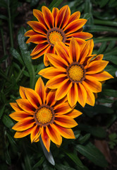 hybrid orange gerbera flower