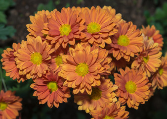 orange gerbera flower