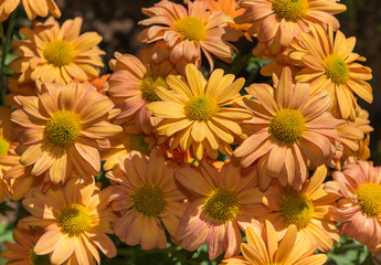 orange gerbera flower