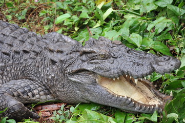  crocodile