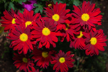 Red gerbera flower