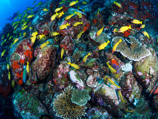 Fototapeta na wymiar Coral Colorful