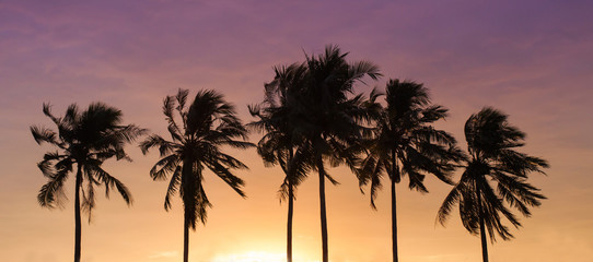 Fototapeta na wymiar Coconut sky