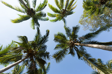 Fototapeta na wymiar coco-palm tree against blue sky