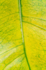 green leaf background