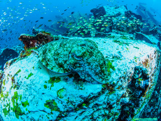 Fototapeta premium Cuttlefish