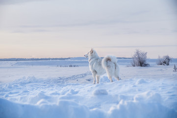 Siberian yakutuian laika