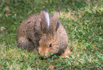Hare