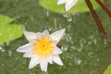 Lotus flower in the rain